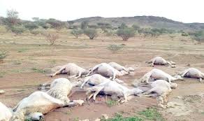 الحوض الشرقي : منمون يطلبون مياه صالحة بعد نفوق قطيع من الغنم جراء ارتفاع الملوحة في آبارهم