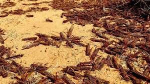 الفاو تدق ناقوس الخطر: تفش مقلق للجراد الصحراوي في موريتانيا خلال ديسمبر