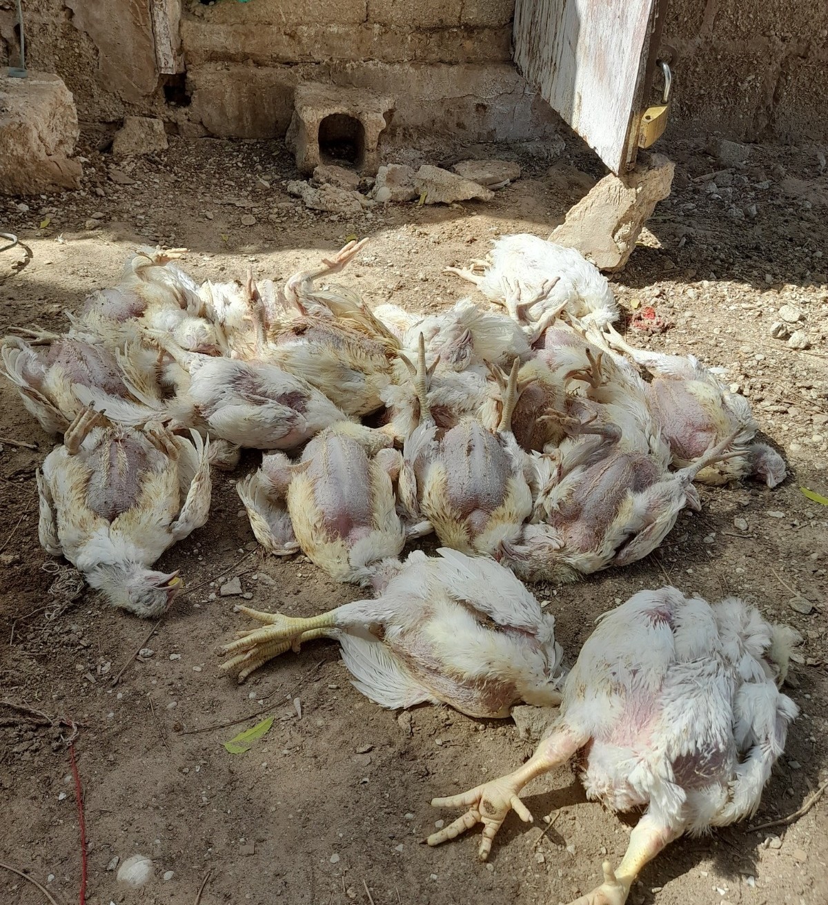 وزارة التنمية الحيوانية: رصدنا نفوق غير اعتيادي بمدجنة في نواكشوط