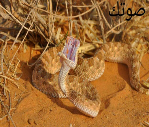 تكانت : حية تلدغ حاكم القدية