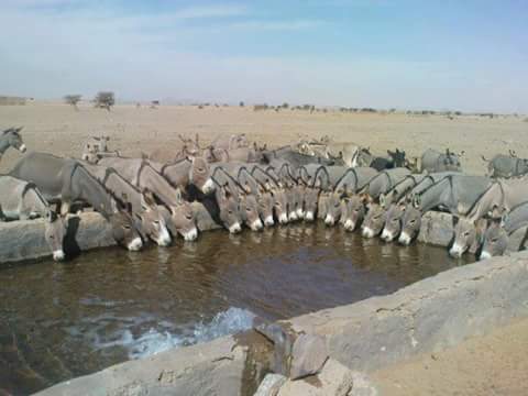 حماية المستهلك تحذر : قد نأكل لحم الحمير|إإإإإإإإإإإ