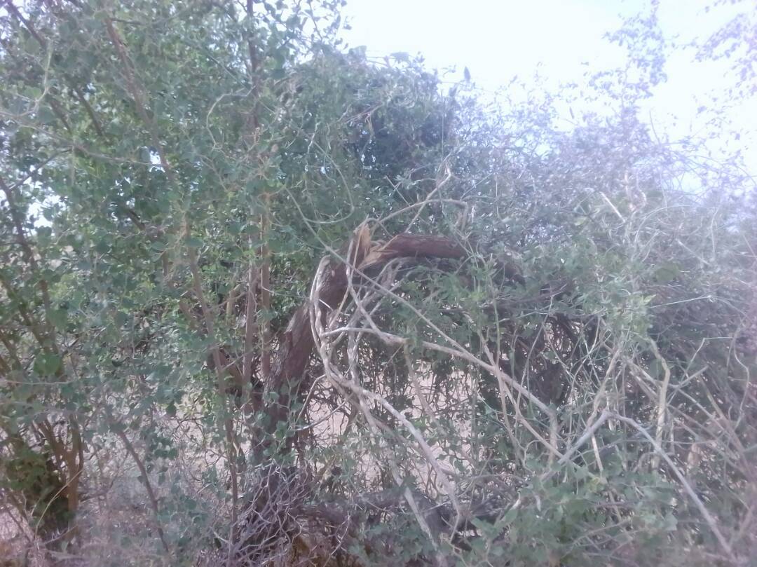 مونكل : ذئاب جائعة تقتل اربعة أطفال ووالدهم يموت وهو يبحث عنهم