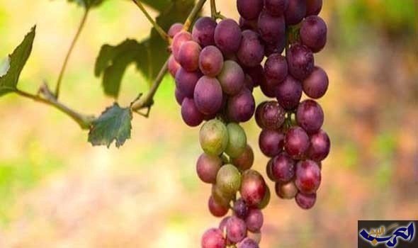 عالج السرطان بمستخلص بذور العنب